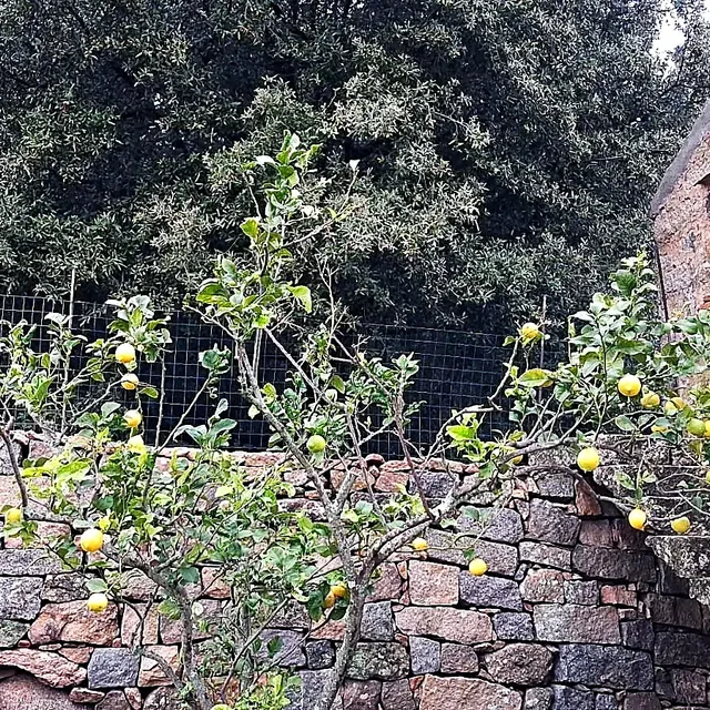Muro a secco in granito della Gallura
