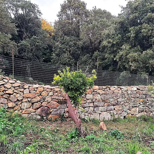 Muro a secco in granito della Gallura